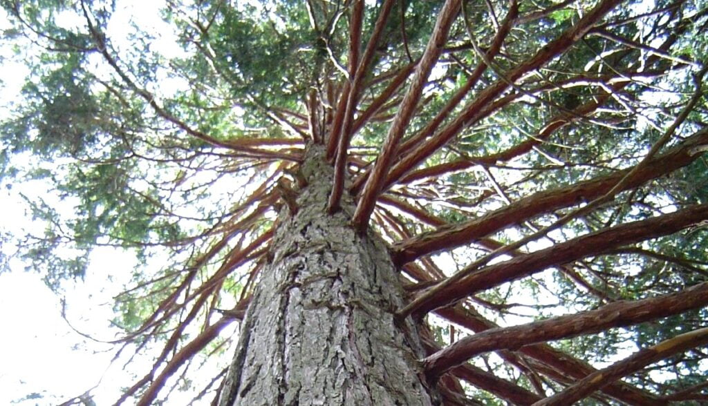 Calocedrus Decurrens