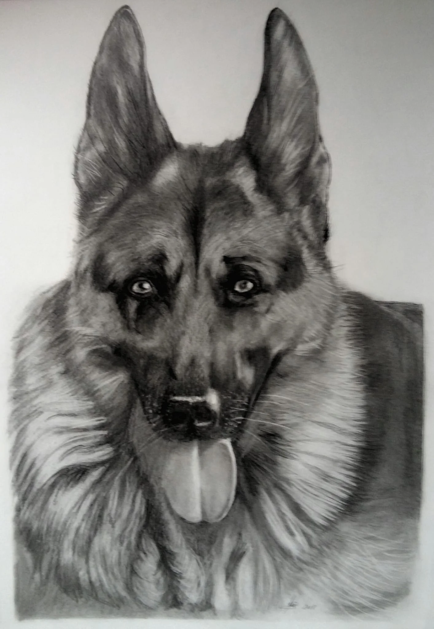 Dibujo realista a l&aacute;piz de perro pastor alem&aacute;n por encargo
