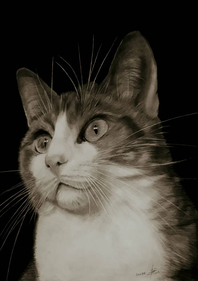 Dibujo realista de gato a l&aacute;piz en gran formato