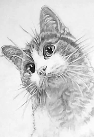 Cómo aprender a dibujar retratos realistas paso a paso gato