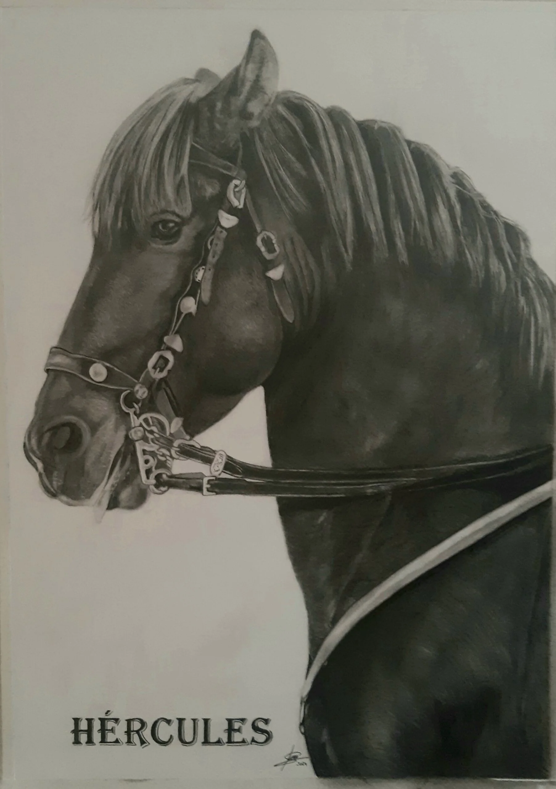 retrato realista caballos, Hercules