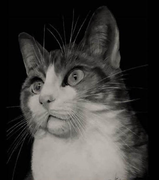 dibujo realista gato