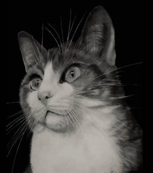 dibujo realista gato
artallapis juan