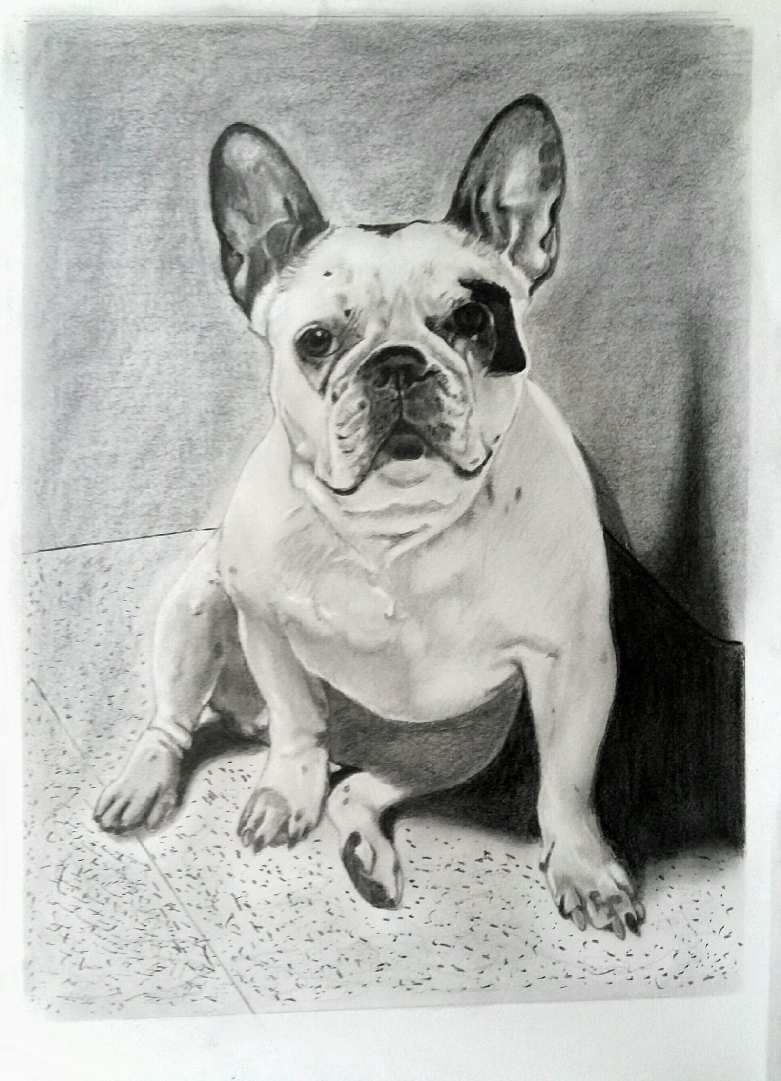 Retrato realista de mascota Kyra a lápiz grafito tamaño A3 por Artallapis Juan