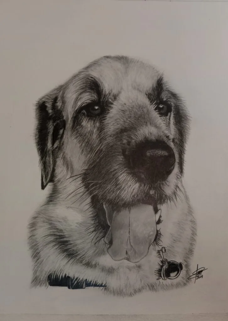 Dibujo realista de perros, Rollo