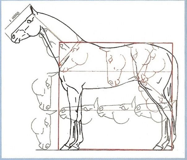proporción dibujo caballo