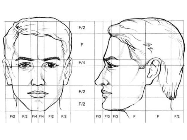 proporciones del rostro humano